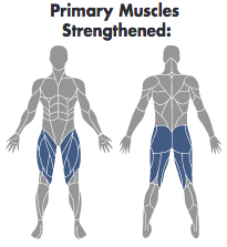 The Muscles Associated with the Sit2Stand™